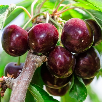 Prunus avium 'Black Tartarian' - Black Tartarian Cherry