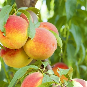 Prunus persica 'Bonanza' - Bonanza Peach