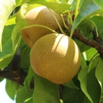 '20th Century' Asian Pear