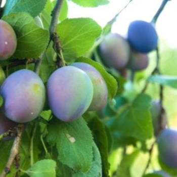 Prunus domestica 'Italian Prune' - Italian Prune Plum