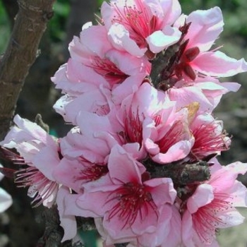 Prunus persica 'Bonfire' - Bonfire Peach