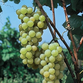 Vitis 'Golden Muscat' - Grape