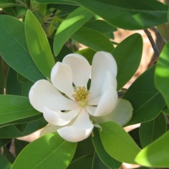 Magnolia virginiana 'Green Shadow' - 'Green Shadow' Sweetbay