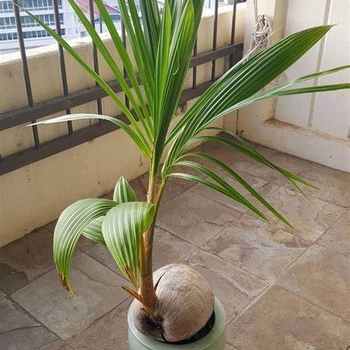 Cocos nucifara - Coconut Palm