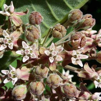 Asclepias syriaca (Common Milkweed) - Common Milkweed