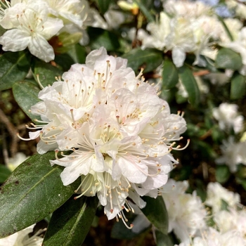 Rhododendron x 'Pikeland' - Hybrid Rhododendron
