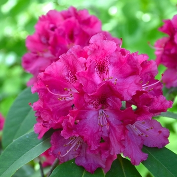 Rhododendron x 'Besse Howell' - 'Besse Howell' Rhododendron