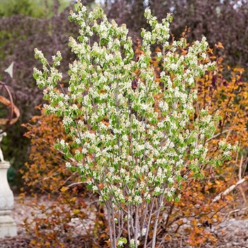 Amelanchier alnifolia Obelisk - Standing Ovation™ Serviceberry 