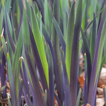 Iris versicolor 'Purple Flame' - Purple Flame Blue Flag