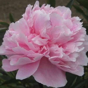 Paeonia lactiflora 'Sarah Bernhardt' - Peony