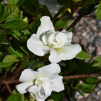 Rhododendron - 'Hardy Gardenia' Azalea