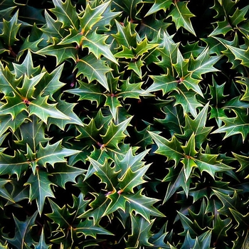 Osmanthus heterophyllus 'Gulftide' - Gulftide Olive