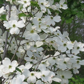 Cornus florida 'Appalachian Spring' - Dogwood