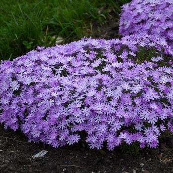 Phlox 'Bedazzled Lavender' - Bedazzled Lavender Spring Phlox