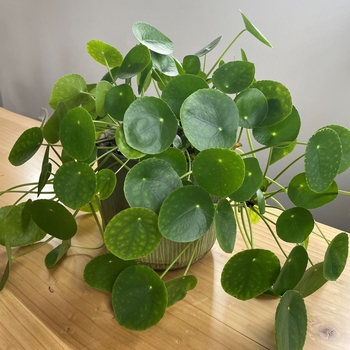 Pilea Peperomioides - Chinese Money Plant 