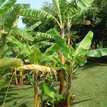 Musa acuminata ''Gran Nain'' - Gran Nain Cavendish Banana