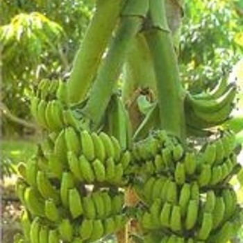 Musa Acuminata 'Double Mahoi' - Double Mahoi Cavendish Banana 