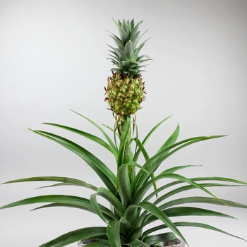 Ananas Comosus - Pineapple Plant 
