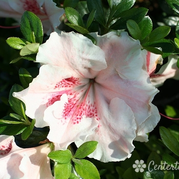 Rhododendron x 'Achievement' - Achievement Azalea