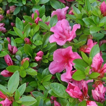Rhododendron 'Kaempo' - Kaempo Azalea