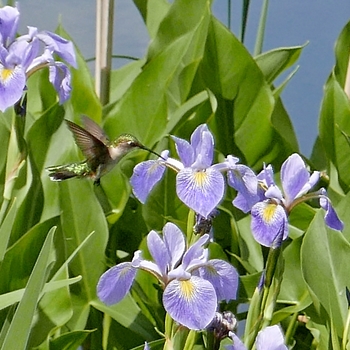 Iris virginica - Blue Flag Iris