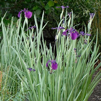 Iris ensata 'Variegata' - Iris