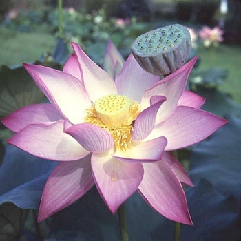 Lotus 'Lavender Lady' - Lotus