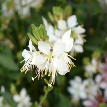 Gaura 'So White' - So White Wand Flower