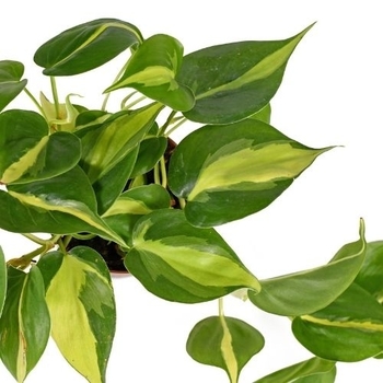 Philodendron hedraceum 'Brasil' - Philodendron Brasil