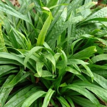 Carex plantaginea - Seersucker sedge