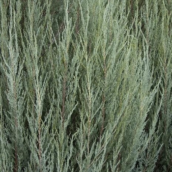 Juniperus scopulorum 'Skyrocket' - Skyrocket Juniper
