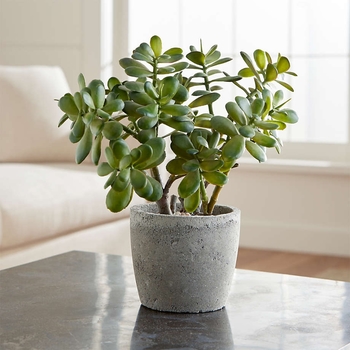 Crassula ovata - Jade Plant