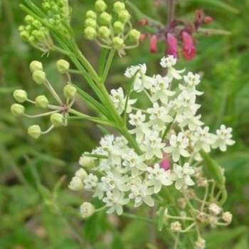 Asclepias verticillata - Whorled Milkweed