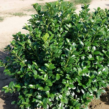 Prunus laurocerasus 'Green Goblet' - Green Goblet Cherry Laurel