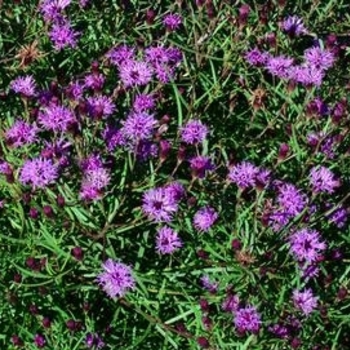 Vernonia hybrid 'Summer's Swan Song' - Summer's Swan Song Ironweed