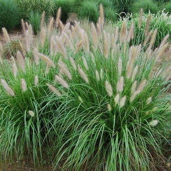 Pennisetum 'Etouffee™' - Etouffee™ Sterile Fountain Grass 