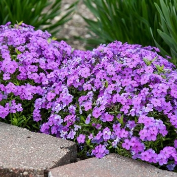 Phlox subulata 'Spring Purple' - Spring Purple Moss Phlox