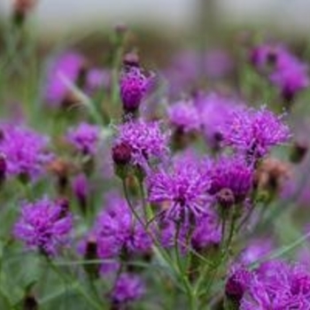 Vernonia hybrid 'Summer's Surrender' - Summer's Surrender Ironweed