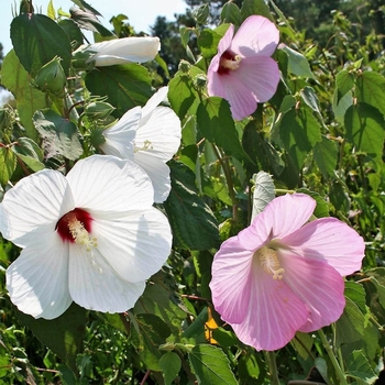 Hibiscus moscheutos - Swamp Rose-Mallow