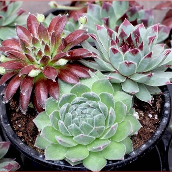 Sempervivum Chick Charms® - Assorted Hens and Chicks