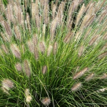 Pennisetum alopecuroides 'Praline™' - Praline™ Sterile Fountain Grass