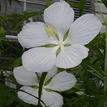 Hibiscus coccineus 'Lonestar' - White Rosemallow