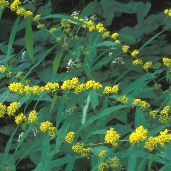 Solidago caesia - Blue-stemmed or Wreath Goldenrod