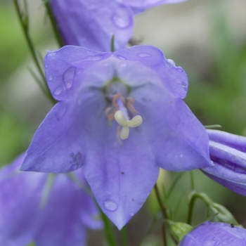 Campanula rotundifolia - Bluebell or Harebell