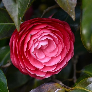 Camellia japonica 'Jacks' - Jacks Camellia