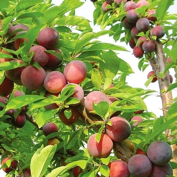 Prunus salicina 'Methley' (Japanese Plum) - Methley Japanese Plum