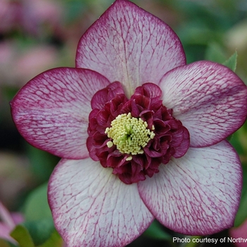 Helleborus 'Cherry Blossom' - Winter Jewels® Cherry Blossom Lenten Rose