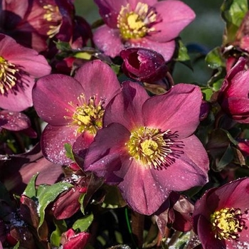 Helleborus x glandorfensis 'COSEH 4200' PP28297 (Lenten Rose) - HGC Ice n' Roses® Rose