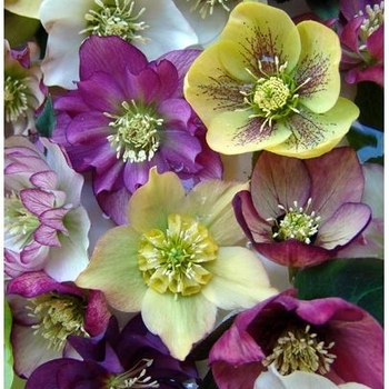 Helleborus orientalis 'Brandywine™' - Brandywine™ Lenten Rose