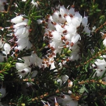 Erica x darleyensis 'Mediterranean White' - Mediterranean White Winter Heath